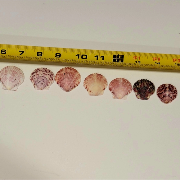 Hand Picked Purple Maroon Gray And Pink Colored Shells 10 Count As Shown Plus 15 - Picture 7 of 7